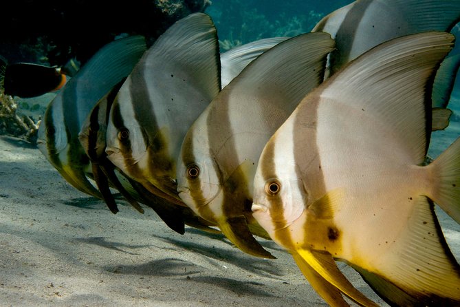 Menjangan island snorkeling full day boat trip - Menjangan Island snorkeling, why this spot is built for fish-spotting