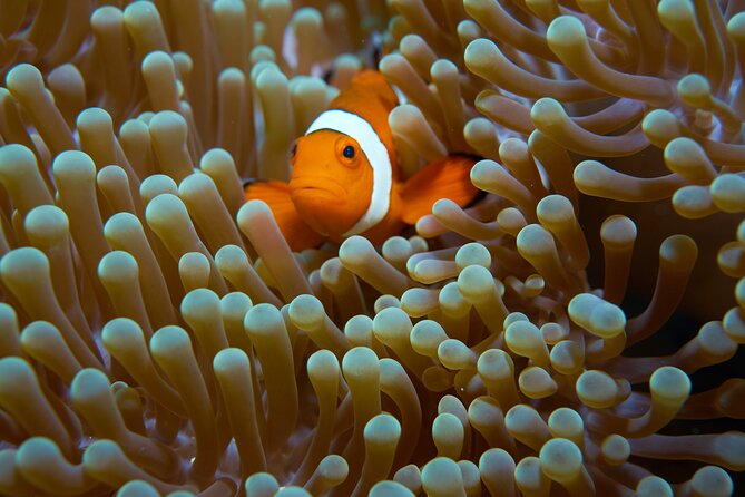 Menjangan island snorkeling full day boat trip - What’s included on the day: lunch, fruit, and steady energy