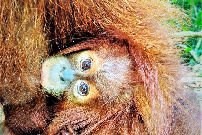 Monkey Business 2 days - 1 night Jungle Trekking (including rafting) - A Two-Day Jungle Trek With Real Rainforest Time