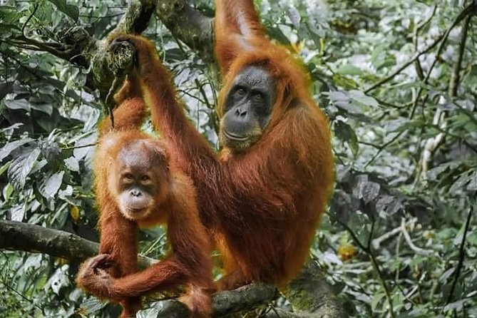 Monkey Business 3 days - 2 nights Jungle trekking (including rafting) - What you really get for the price (and why it feels fair)