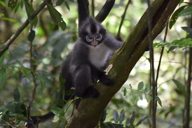 Monkey Business 3 days - 2 nights Jungle trekking (including rafting) - Day 3: animal search, river swim, and a traditional breakfast before you return