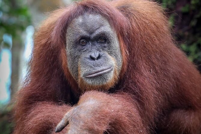 Monkey Business 3 days - 2 nights Jungle trekking (including rafting) - How the private format changes your experience