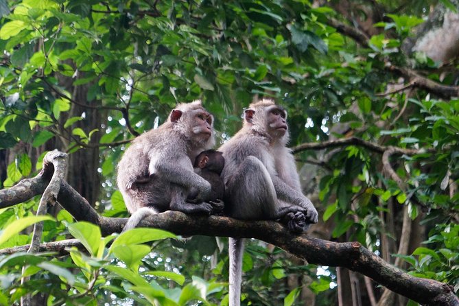 Monkey Forest, Ubud, Waterfall and Rice Terrace - Tegalalang rice terraces: the views you plan around, not just walk past