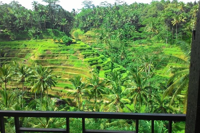 Monkey Forest, Ubud, Waterfall and Rice Terrace - Monkey Forest Sanctuary: why the rules matter (and how to enjoy it)