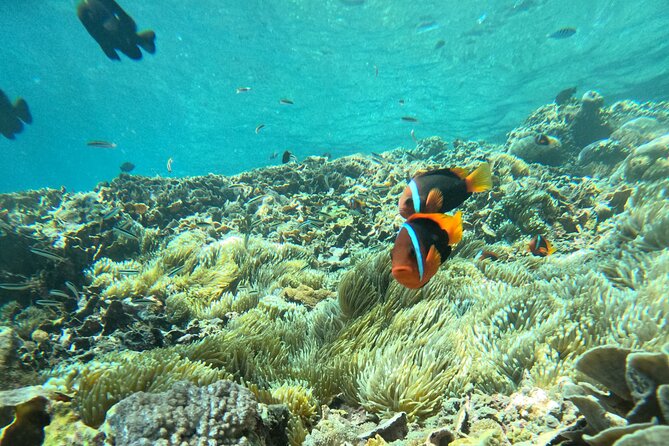 No:#1. Penida Island Tour And Snorkeling With Manta - Underwater Photos: How You Leave With Proof