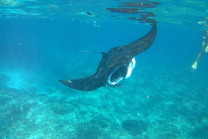 No:#1. Penida Island Tour And Snorkeling With Manta - Who This Tour Is Best For (and Who Should Reconsider)