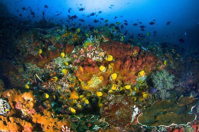 Nusa Penida 3 Fun Dives Boat Trip (For Certified Divers) - Nusa Penida on a 3-tank plan