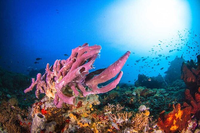 Nusa Penida 3 Fun Dives Boat Trip (For Certified Divers) - Tank 1 and Tank 2: your first reef areas and big-animal odds