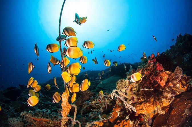 Nusa Penida 3 Fun Dives Boat Trip (For Certified Divers) - The third tank: where the best sightings often happen