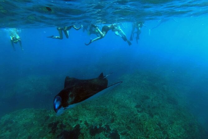 Nusa Penida 4 Spot Snorkeling with Manta and Island Tour - Key Highlights at a Glance