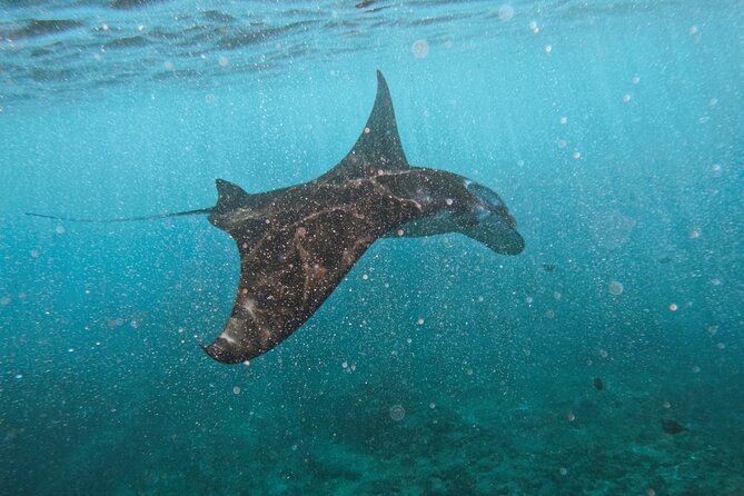 Nusa Penida day trip: boat, 4 snorkeling, Manta rays & Land tour - Key highlights if you want the good stuff fast