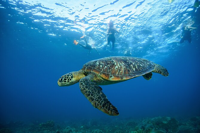 Nusa Penida day trip: boat, 4 snorkeling, Manta rays & Land tour - Safety, Gear, and Free Diver Support: What You’ll Actually Feel in the Water