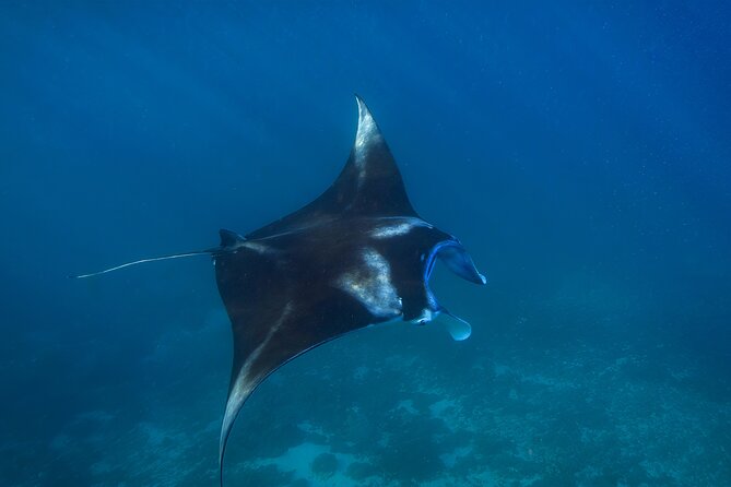Nusa Penida day trip: boat, 4 snorkeling, Manta rays & Land tour - Price and Value: What $78 Includes, and What You Must Budget for