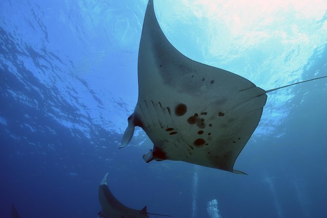 Nusa Penida Day Trip for 3 dives - The group size rule that keeps the day safer