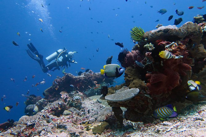 Nusa Penida Day Trip for 3 dives - Your three underwater sessions: what you’re aiming to see