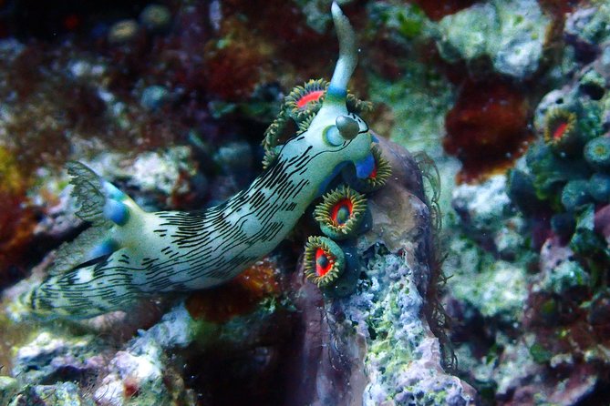 Nusa Penida Day Trip for 3 dives - Nitrox on this trip: free tanks, strict eligibility