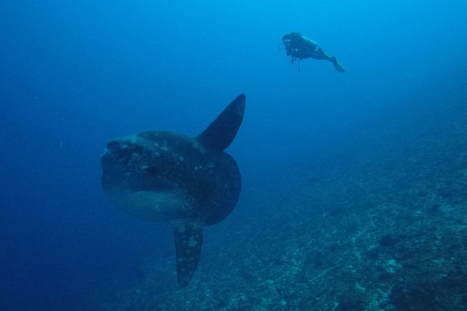 Nusa Penida Day Trip for 3 dives - Timing on the water: start at 7:00, back by 4 to 5