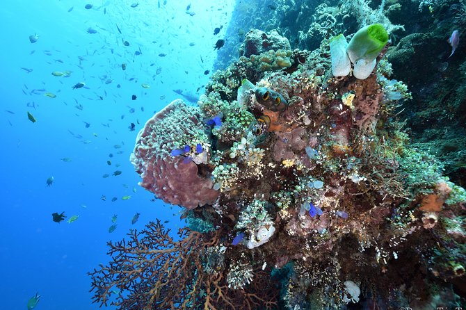 Nusa Penida Day Trip for 3 dives - Marine life odds: how to think about manta and sunfish chances