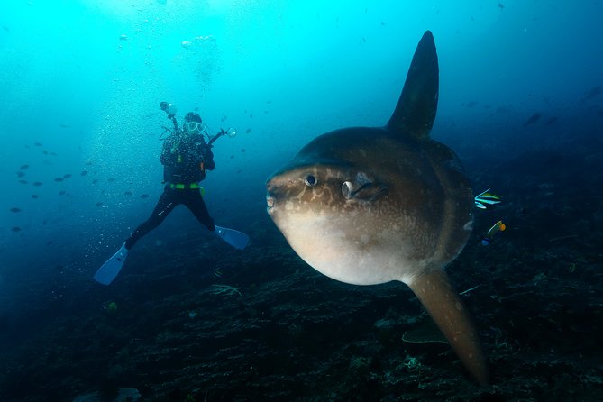 Nusa Penida Day Trip for 3 dives - Nusa Penida conditions: currents and colder water are not optional