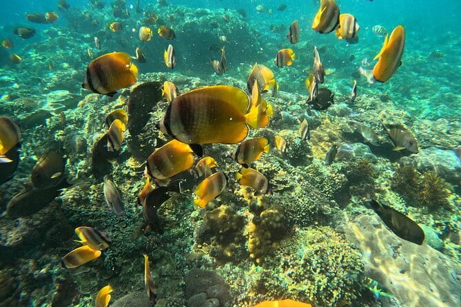 Nusa Penida : Snorkeling Trip Manta Point, Gamat Bay and Wall Bay - Equipment, Guides, and Why the GoPro Inclusion Is a Big Deal
