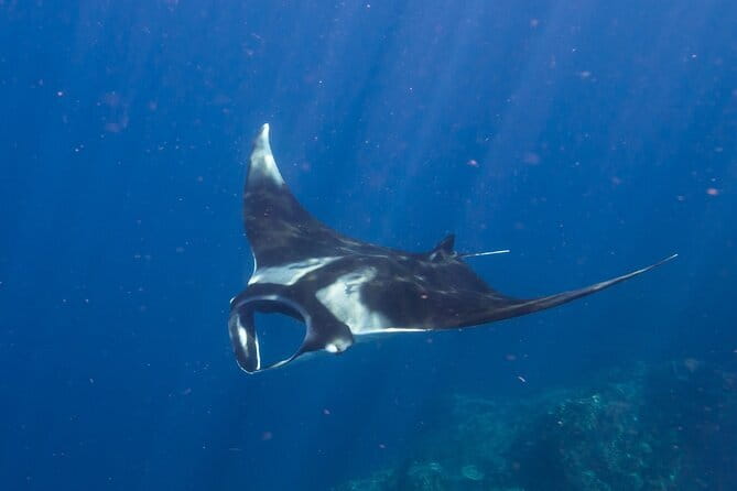 Nusa Penida : Snorkeling Trip Manta Point, Gamat Bay and Wall Bay - Price, Value, and What You Get for That 3-Hour Window