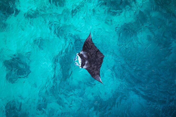 Nusa Penida Snorkeling with Manta Bay and Land Tour - Bali to Nusa Penida by Fast Ferry: Sanur or Serangan Check-In