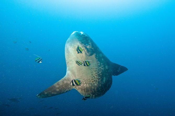 Nusa Penida Three Dives Trip for Certified Divers - Key highlights you’ll care about on this Nusa Penida day
