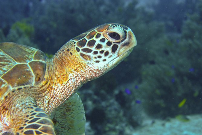 Nusa Penida Three Dives Trip for Certified Divers - Lunch at the beach and the surface interval that actually helps