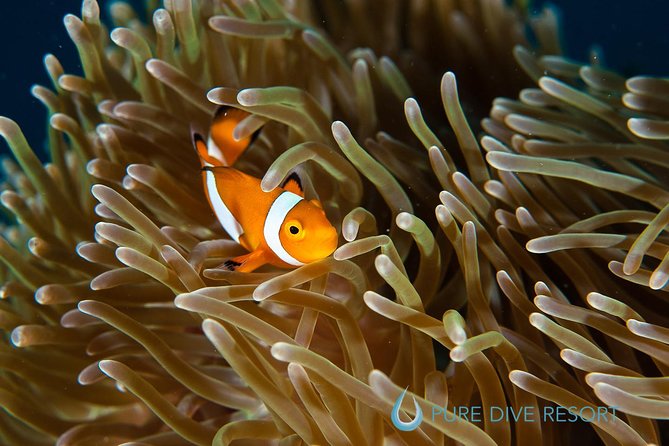 Nusa Penida Three Dives Trip for Certified Divers - Manta Point and East Penida: how to set expectations for marine life