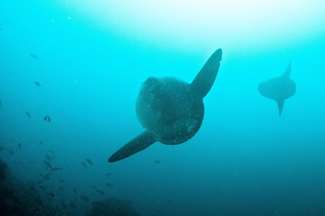 Nusa Penida Two Dives Trip for Certified Divers - Manta Point: your best shot at manta rays