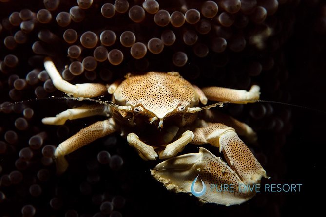 Nusa Penida Two Dives Trip for Certified Divers - Lunch, onboard refills, and staying human between sessions