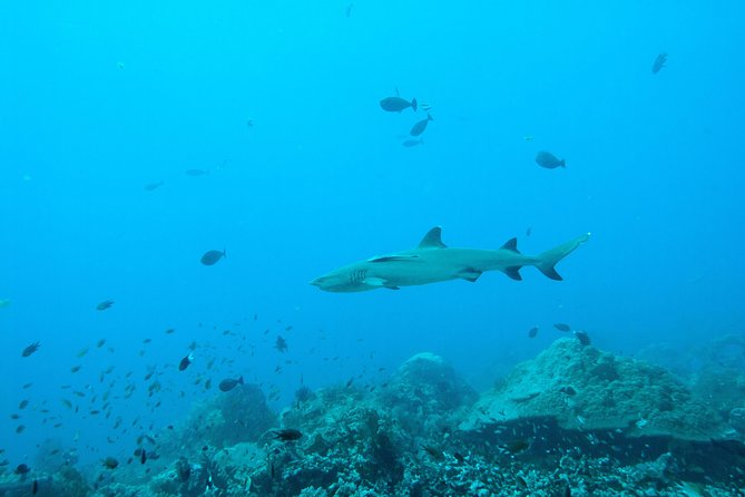 Nusa Penida Two Dives Trip for Certified Divers - Price and value: what $132 really covers