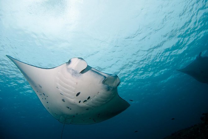 Nusa Penida Two Dives Trip for Certified Divers - Morning start in Ped, and how the 5-hour window plays out