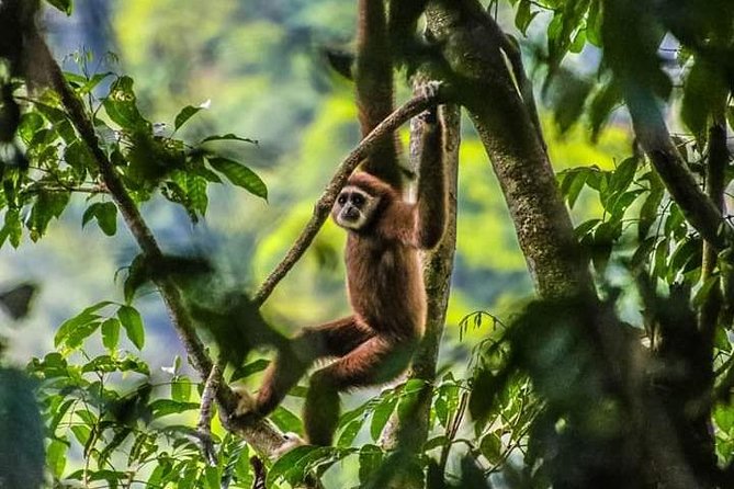 ONE DAY JUNGLE TREKKING 6-7 hours (see orang utan) + RAFTING in BUKIT LAWANG - Jungle trekking plus rafting, run by your guide