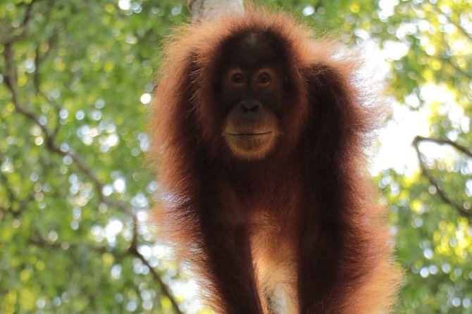 ONE DAY JUNGLE TREKKING 6-7 hours (see orang utan) + RAFTING in BUKIT LAWANG - Inside the 5 to 6 hour jungle trek in Gunung Leuser