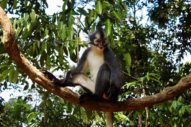 ONE DAY JUNGLE TREKKING 6-7 hours (see orang utan) + RAFTING in BUKIT LAWANG - Traditional rafting plus optional tubing on the river