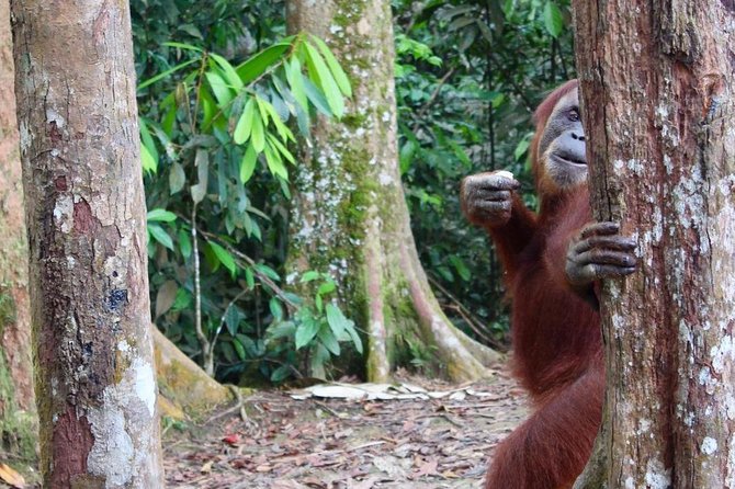 ONE DAY JUNGLE TREKKING 6-7 hours (see orang utan) + RAFTING in BUKIT LAWANG - What to pack for humid jungle hiking and river time