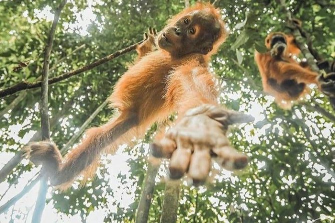 ONE DAY JUNGLE TREKKING 6-7 hours (see orang utan) + RAFTING in BUKIT LAWANG - Lunch and fresh fruit: the smart pause in the middle
