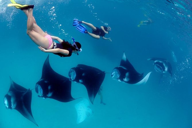 One Day Snorkeling Trip & West Tour Nusa Penida by Penidago - Key highlights you should know before you go