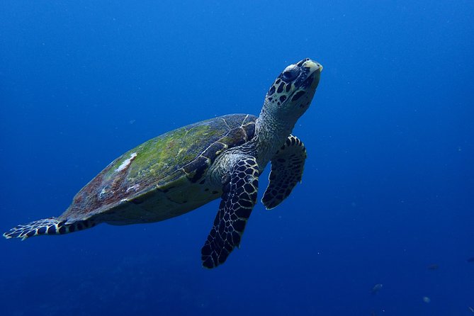 Open Water Course in Nusa Lembongan - Get Certified on remote island (next Bali) - What You Might See: Manta Rays, Turtles, Octopus, and More