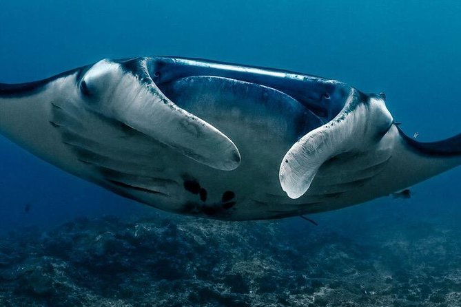 Open Water Course in Nusa Lembongan - Get Certified on remote island (next Bali) - Price and Value: Is $461.48 Worth It?