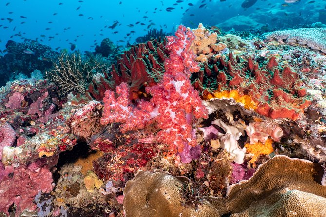 Open Water Course in Pemuteran - Get Certified in Bali - Instructors, group size, and why “patient” matters underwater