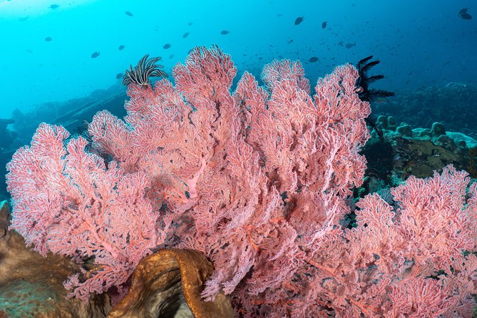 Open Water Course in Pemuteran - Get Certified in Bali - Who should take this course, and who should plan extra care