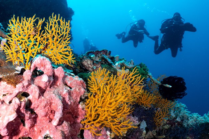 Open Water Course in Pemuteran - Get Certified in Bali - Practical tips: how to make your 3 days smoother