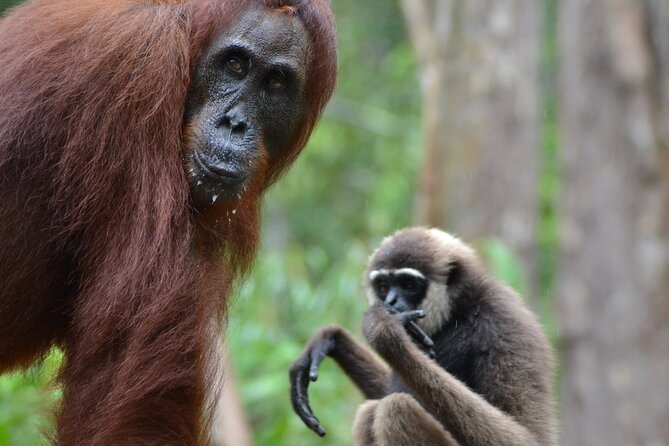 Orangutan Houseboat Kelotok Tanjung Puting 3 Days Share Cost - Key points before you go