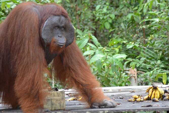 Orangutan Houseboat Kelotok Tanjung Puting 3 Days Share Cost - What $500 per person really covers (and how to judge the value)