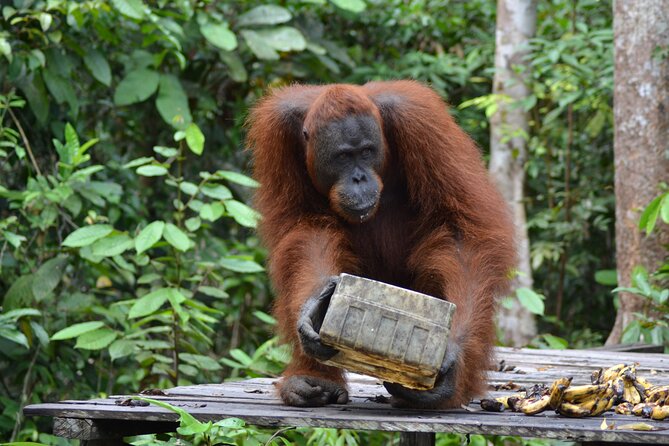 Orangutan Houseboat Kelotok Tanjung Puting 3 Days Share Cost - Shared-cost pricing: what to expect on the boat
