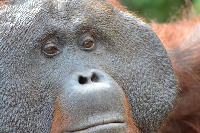 Orangutan Houseboat Kelotok Tanjung Puting 3 Days Share Cost - The 3-day route: Sekonyer River to Camp Leakey