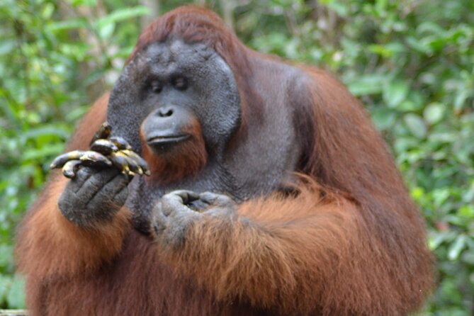 Orangutan Safari Kelotok Houseboat 3 Days 2 Nights Private - Key things you will notice on this Orangutan Safari Kelotok