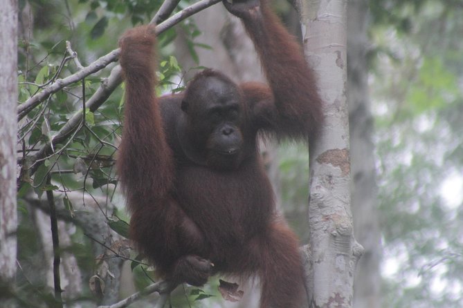 Orangutan Safari Kelotok Houseboat 3 Days 2 Nights Private - Jungle treks: how the guided hikes change the experience